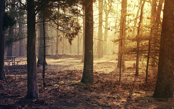 brown trees, forest, grass, morning light, nature, autumn, woodland