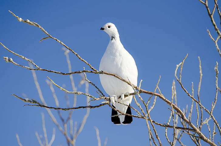 white bird with black tail perched on tree branch during daytime, HD wallpaper