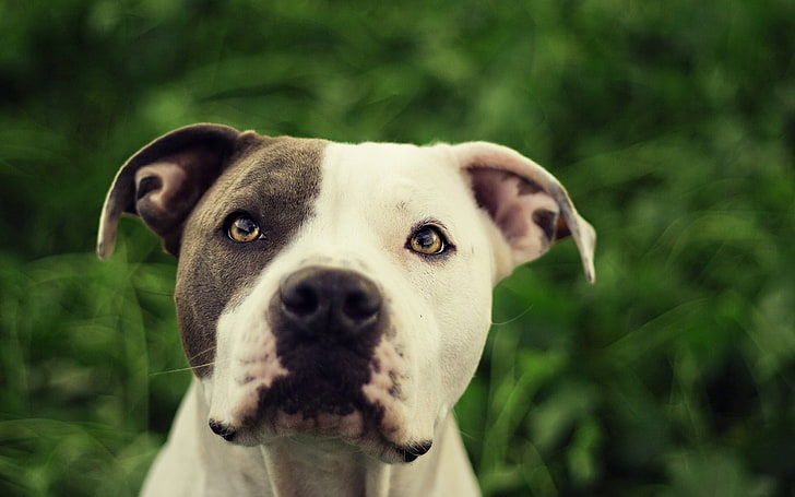 adult black and white American pit bull terrier, dog, face, blurring