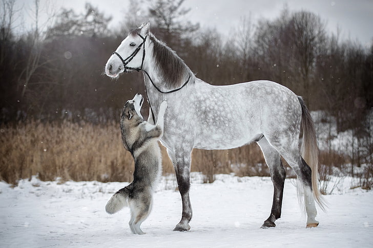 winter, snow, horse, dog, husky, stand, bridle