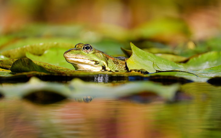 Amphibian biotope frog blur Animal High Quality Wa.., animal themes, HD wallpaper