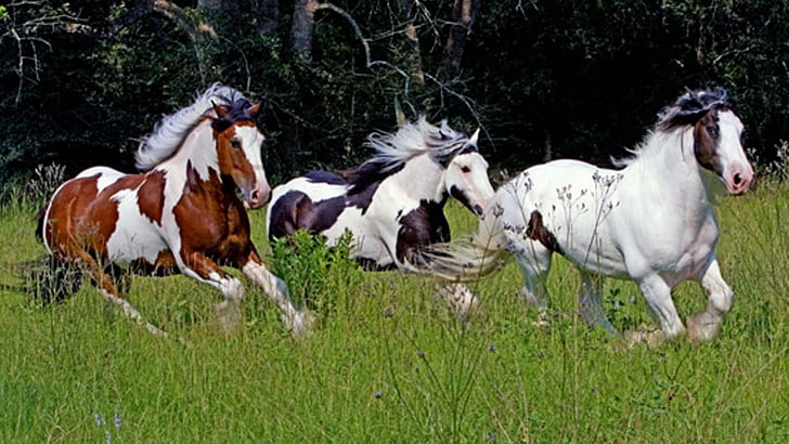 Running Herd, wild horses, horses running, ponies, nature, wildlife, HD wallpaper
