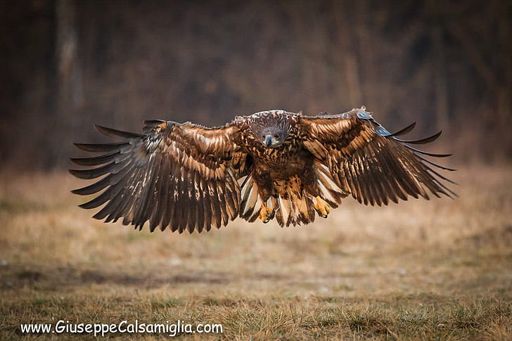 brown Eagle flying over brown grass field, White - tailed eagle