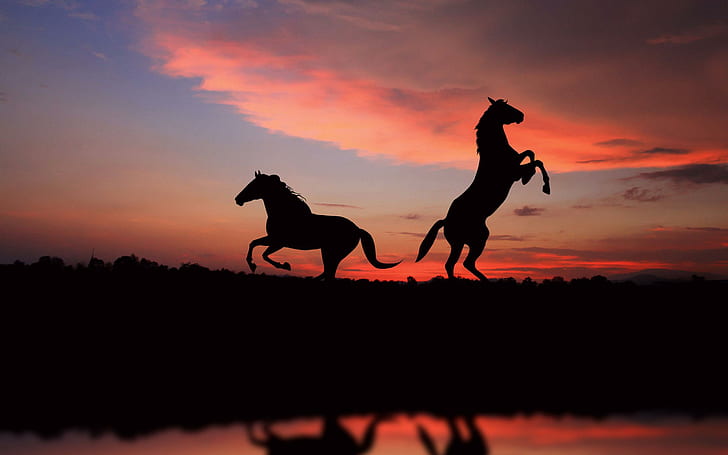Horse silhouettes in the sunset light, 2 horses view, animals, HD wallpaper