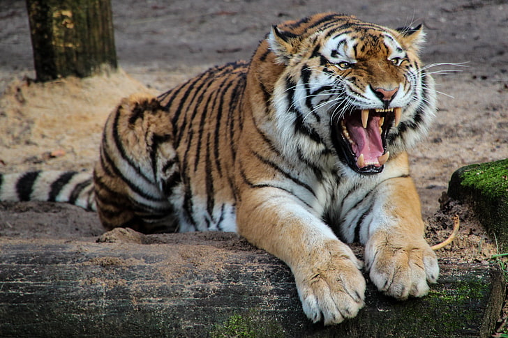 Bengal tiger, aggression, teeth, predator, animal, wildlife, carnivore, HD wallpaper