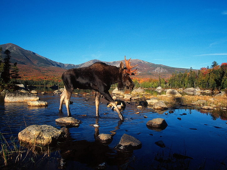 animals, moose, river, rock, mountains, animal themes, water, HD wallpaper