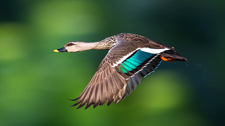 Bird Indian Spot Billed Duck Anas Poecilorhyncha Big Non Migratory Duck Inhabited In Freshwater Swamp In The Indian Subcontinent Hd Wallpapers 3840×2160, HD wallpaper