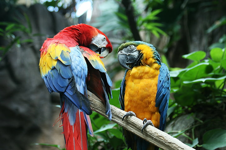 bird, macaw, parrot, tropical