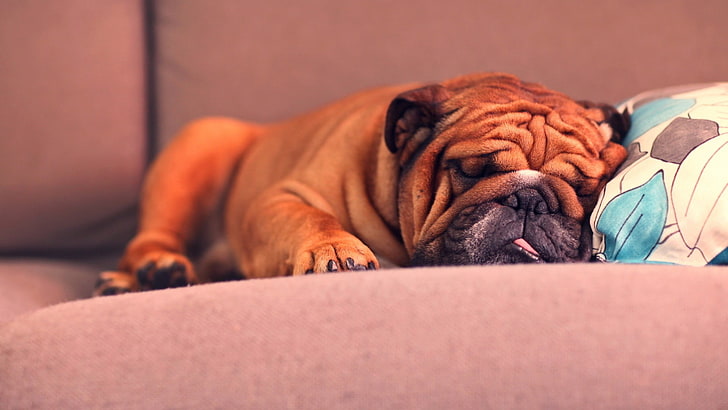 tan bulldog, animals, pet, couch, sleeping, one animal, animal themes