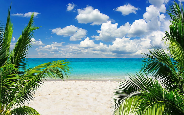 green palm trees, beach, sand, tropical, sky, horizon, water