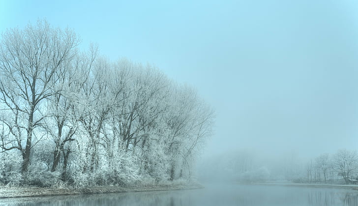 white and black tree, Lost in the fog, morgens, HDR, Nederland, HD wallpaper