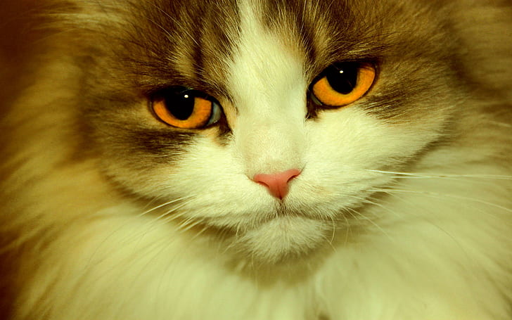 Look My Eyes!, kitten, animal, animals, HD wallpaper