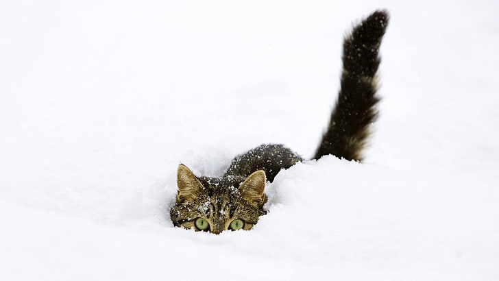 brown tabby cat, snow, animals, pet, green eyes, white, white background, HD wallpaper
