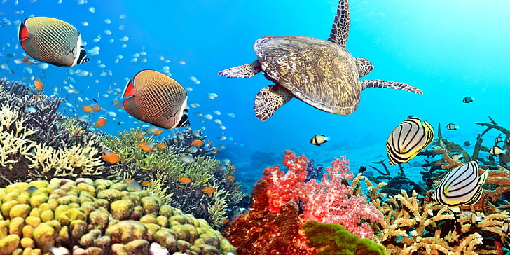 HD wallpaper: sea creatures illustration, fish, the ocean, turtle, underwater  world | Wallpaper Flare