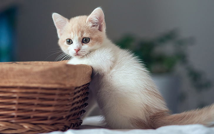 Cute kitten with basket, HD wallpaper