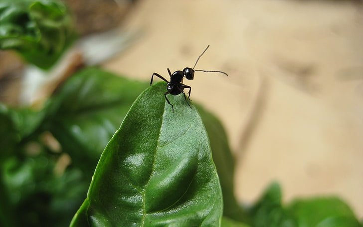 black ant and green leaf, ants, basil, macro, leaves, insect