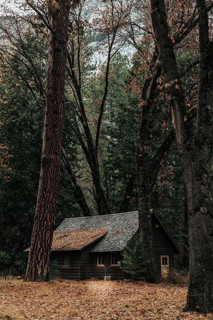 brown wooden house, forest, solitude, woodland, autumn, trees, HD wallpaper