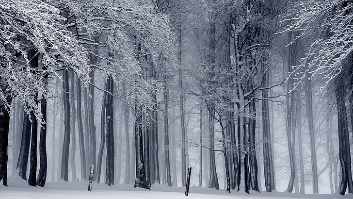 gray wooden trees, nature, landscape, forest, winter, snow, monochrome