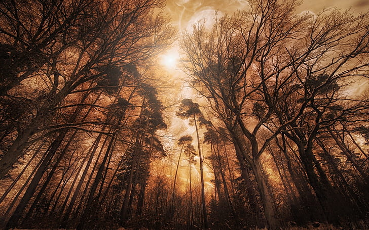 nature, landscape, forest, mist, sunlight, trees, fire, HD wallpaper