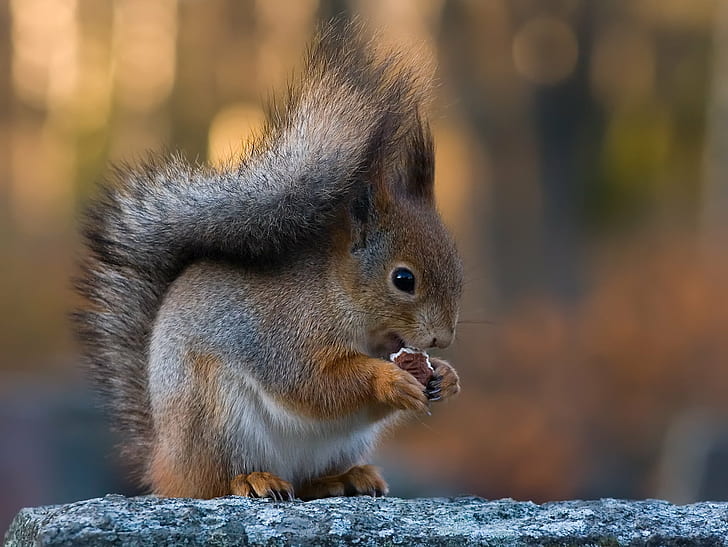 selective focus photography of brown squirrel, Cookie, Bokeh, HD wallpaper