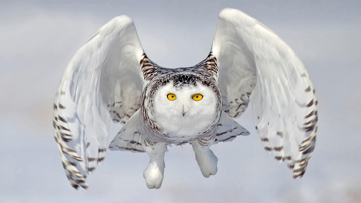 owl, bird of prey, wildlife, snowy owl, bubo scandiacus, wing