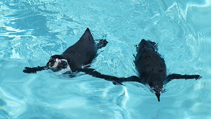 two penguins, animals, water, birds, animal themes, vertebrate