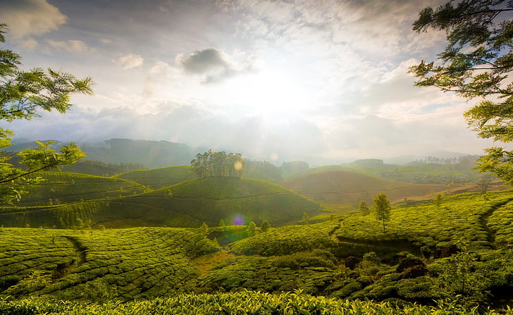 Munnar Hill, India, green hills, Nature, Landscape, Asia/India, HD wallpaper