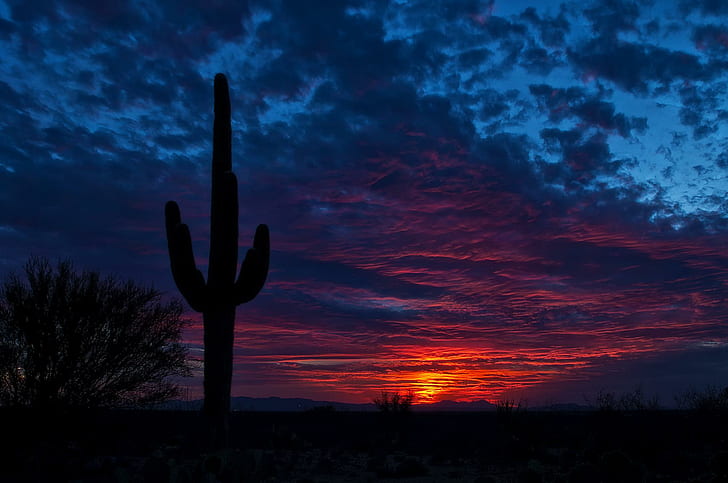 tucson, arizona, cactus, night, sky, cactus plant during sunset vview, HD wallpaper