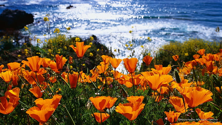 California Poppies, Near Big Sur, California, Spring/Summer, HD wallpaper