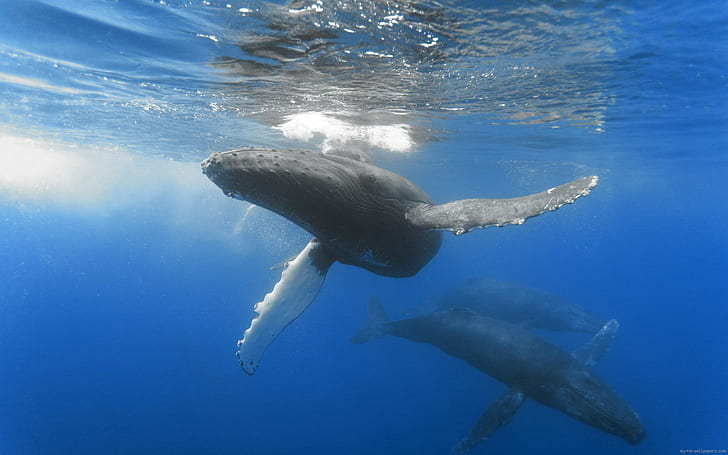 Whale in the sea, 3 gray whale, animal, blue, HD wallpaper