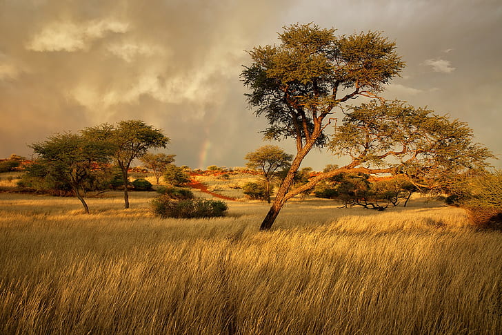 Namibia, Africa, savanna, brown trees, grass, HD wallpaper