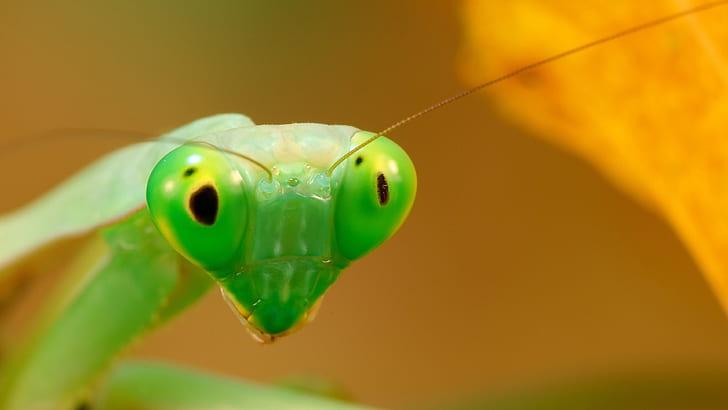 Green mantis macro photography