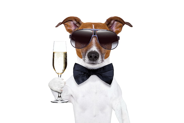 brown and black dog with sunglasses and holding wine glass poster, HD wallpaper