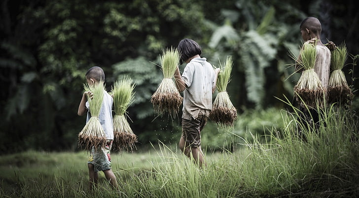 farmers, rice, plant, child, land, childhood, women, grass