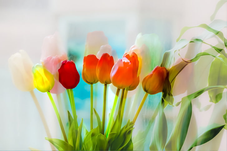 tulips, flowers, plants, flowering plant, freshness, beauty in nature, HD wallpaper