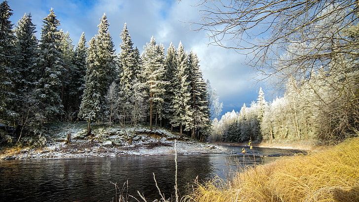 river and green trees, nature, forest, snow, winter, landscape
