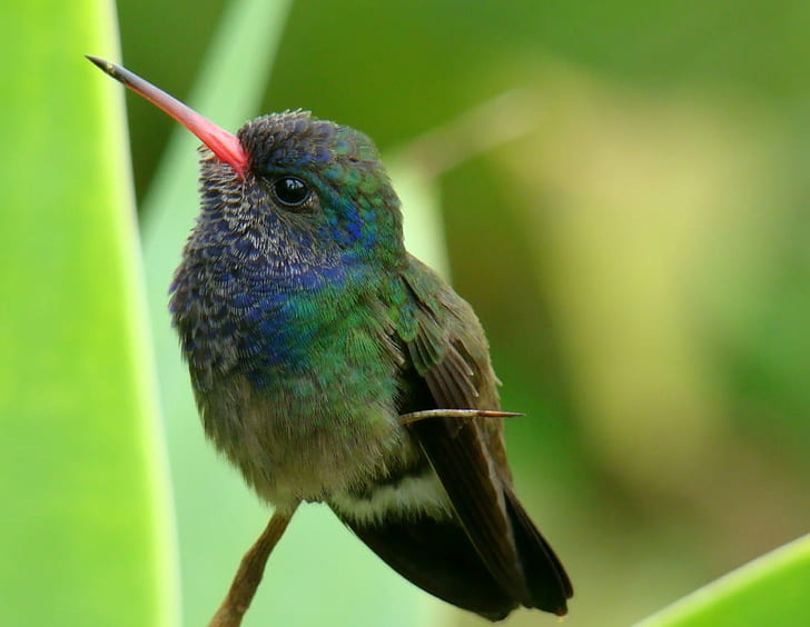 selective focus photography of green and blue bird during daytime, hummingbird, de 6, hummingbird, de 6