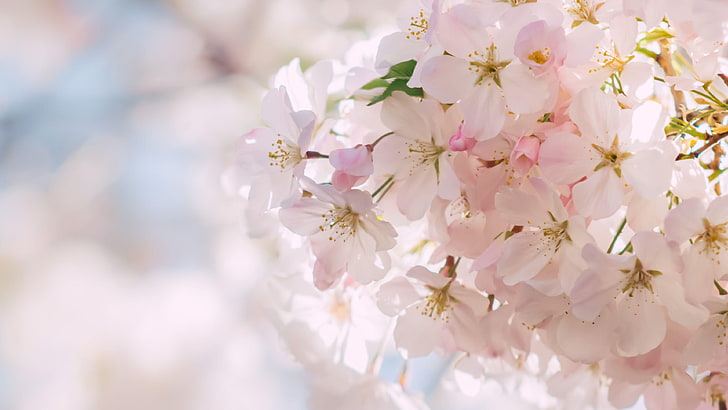 spring, flower, blossom, cherry blossom, petal, flowering plant, HD wallpaper
