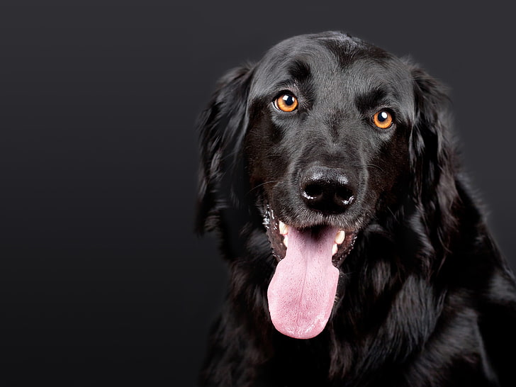 black Labrador retriever, hovawart, dog, muzzle, protruding tongue