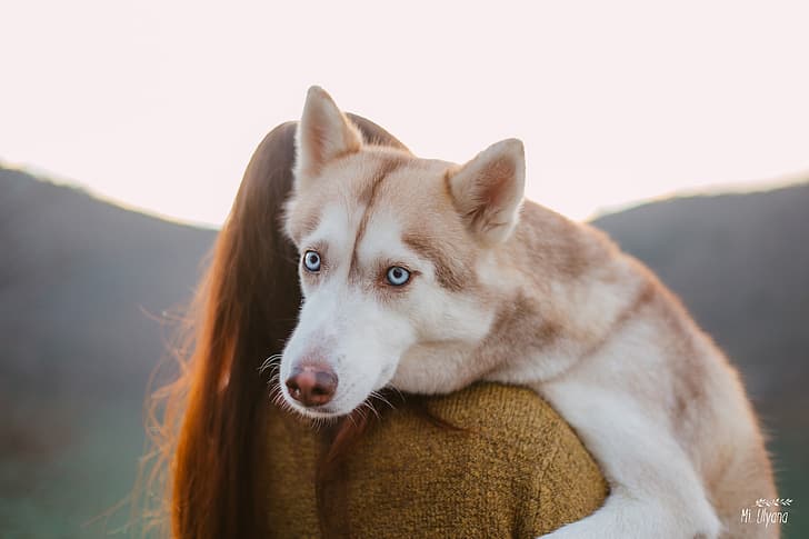 look, face, girl, dog, blue eyes, husky, Juliana Mizinova, HD wallpaper