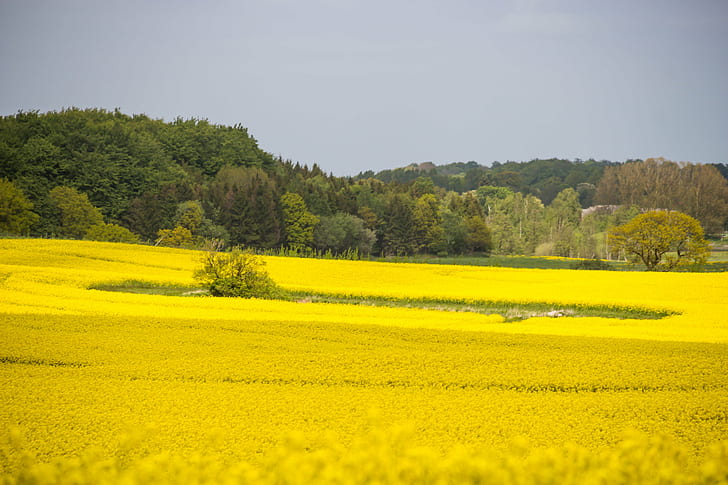 landscape photography of yellow plants near trees during daytime