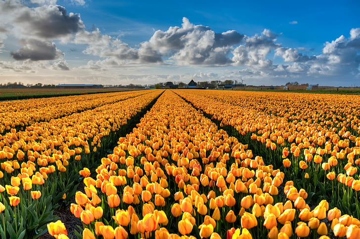 landscape photography of yellow petaled flowers, tulips, tulips
