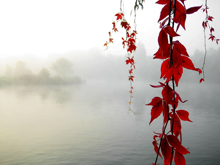 river, leaves, HD wallpaper