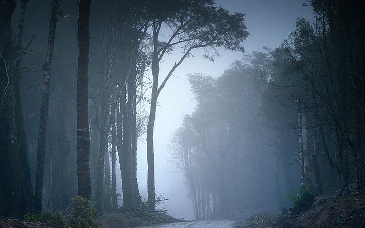 tall green leaved trees, landscape, forest, road, mist, nature