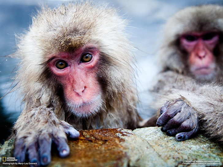 brown and red snow monkey, National Geographic, macaques, animals, HD wallpaper