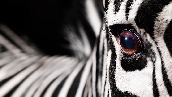 black and white fur textile, animals, macro, zebras, one animal