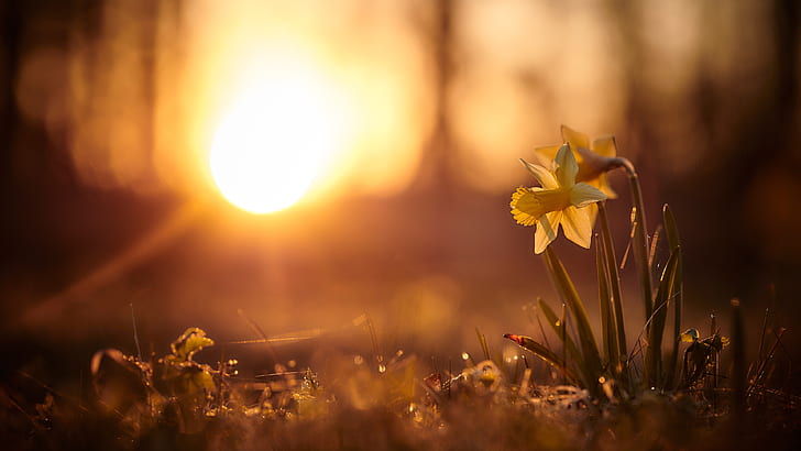 the sun, rays, light, sunset, flowers, nature, background, glade, HD wallpaper