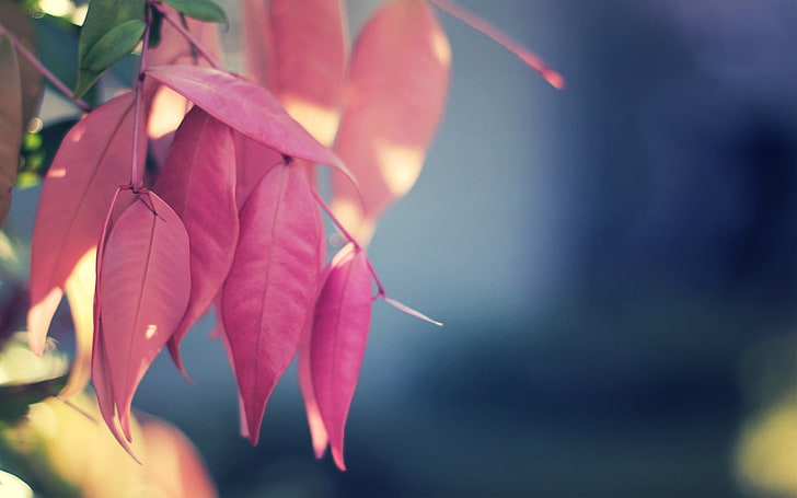 red leafed tree, nature, blurred, macro, leaves, plants, branch, HD wallpaper