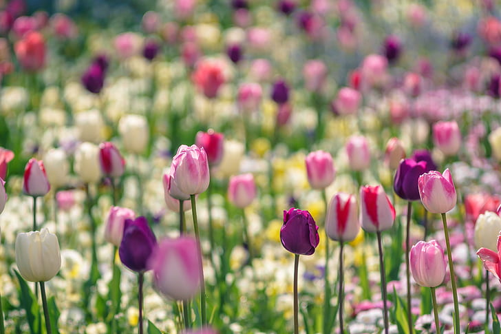 bed of purple-white-and-pink petaled flowers, tulips, tulips, HD wallpaper