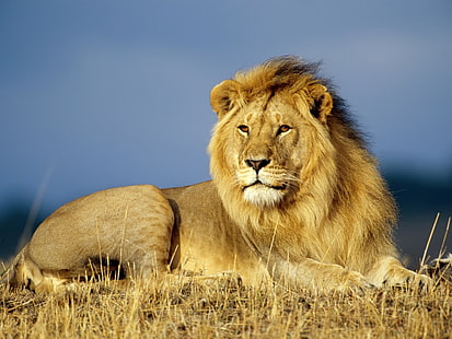 HD wallpaper: Africa animal African lion Animals Cats HD Art, wild, wildlife  | Wallpaper Flare